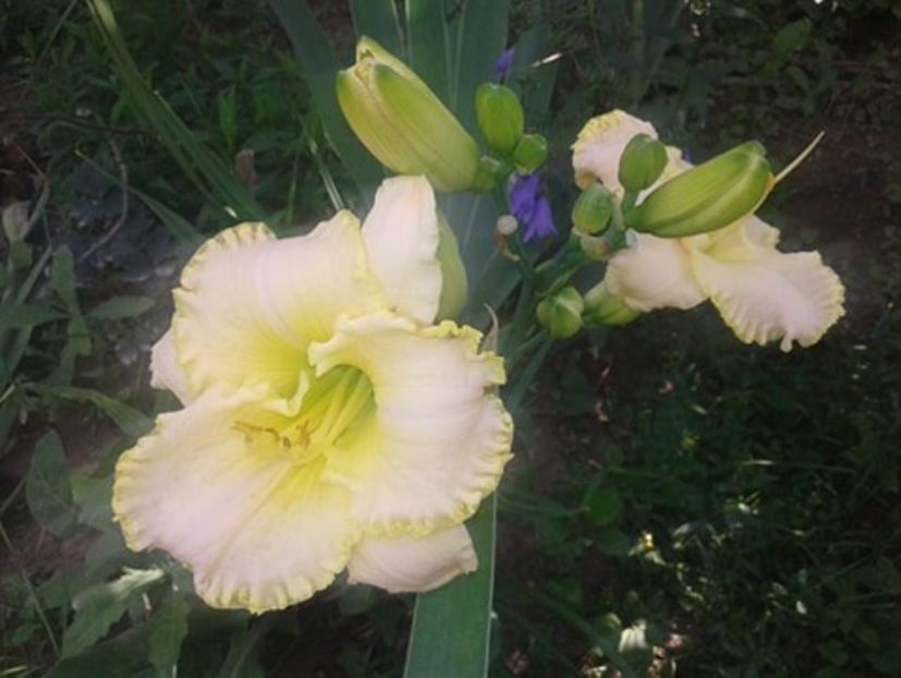 Green Mystique - Hemerocallis crinul de o zi