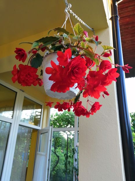  - Begonii curgatoare