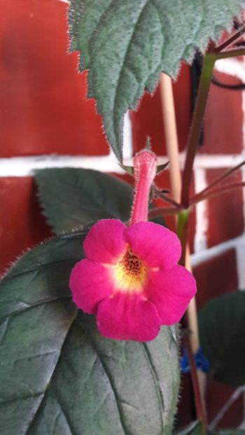 Harry Williams e un urias - 10 Achimenes 2019