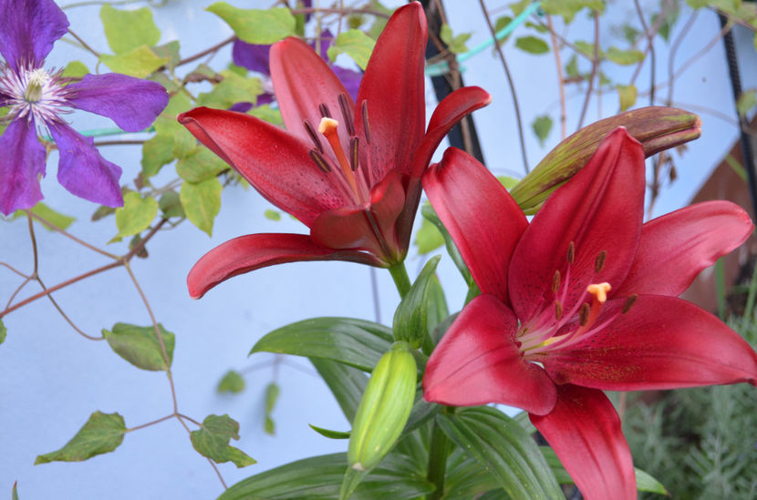  - dragostea  de natura