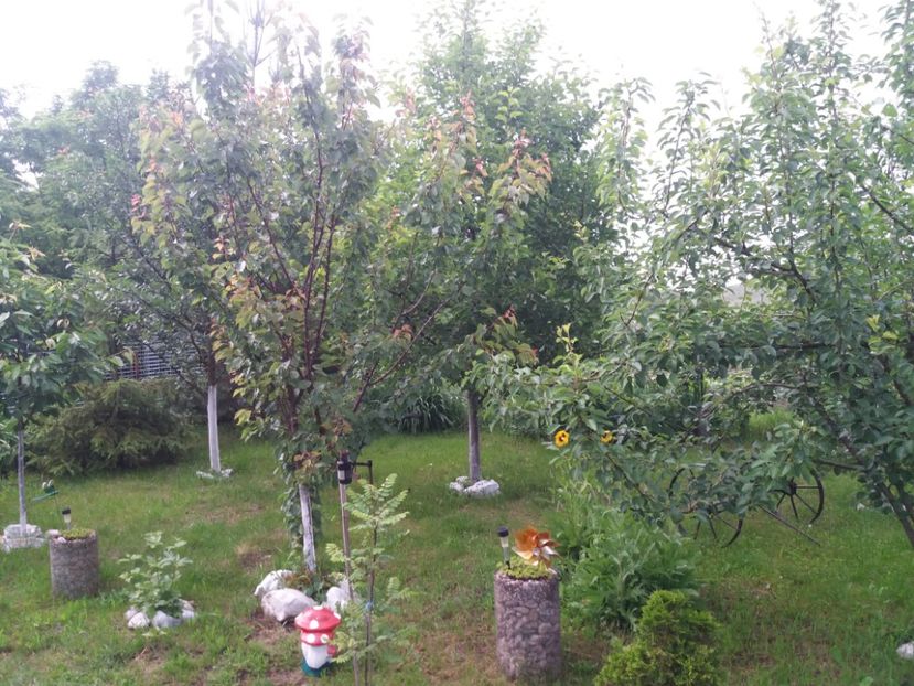  - vara 2019 in curte