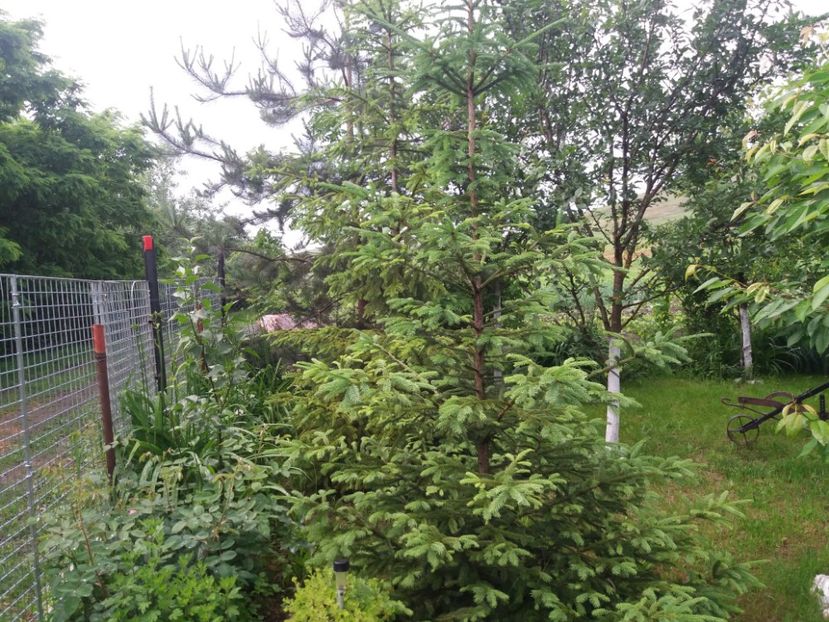  - vara 2019 in curte