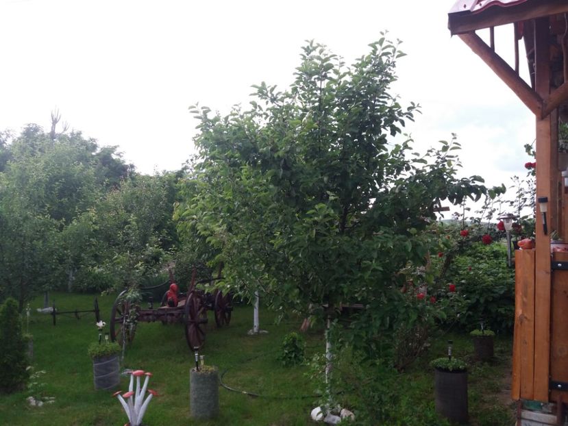  - vara 2019 in curte