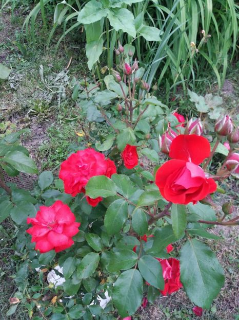  - vara 2019 in curte