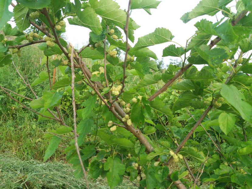  - vara 2019 in curte