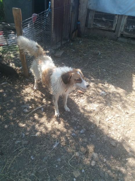  - RIP Athos