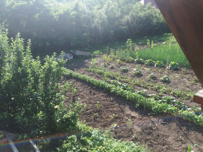  - vara 2019 in curte