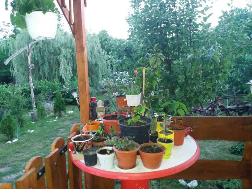  - vara 2019 in curte