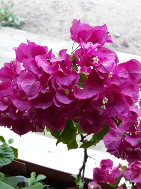  - Bougainvillea 2019-2020