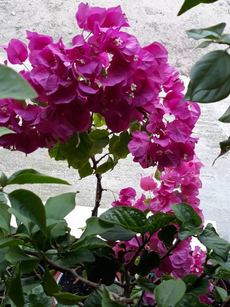  - Bougainvillea 2019-2020
