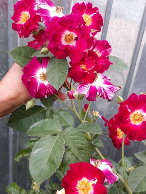  - Rose 2019