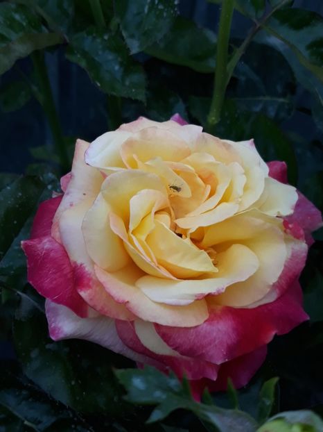  - Rose 2019