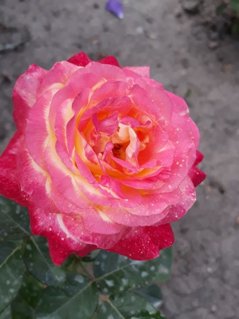  - Rose 2019