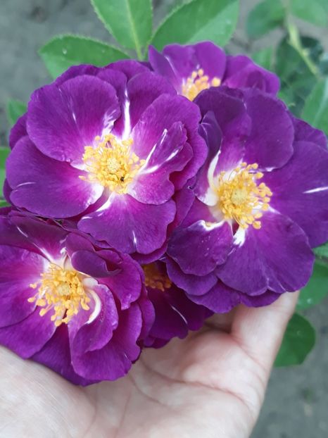  - Rose 2019