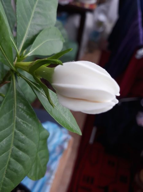 Boboc  gardenia - Colectia mea
