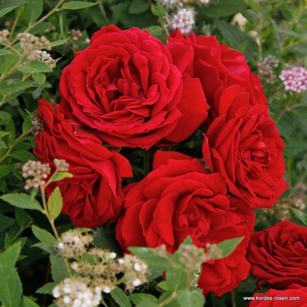 TILL EULENSPIEGEL BEETROSE - 4 - TILL EULENSPIEGEL BEETROSE