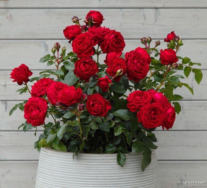 TILL EULENSPIEGEL BEETROSE -3 - TILL EULENSPIEGEL BEETROSE