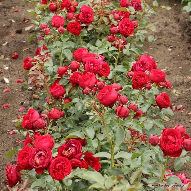 TILL EULENSPIEGEL BEETROSE -5 - TILL EULENSPIEGEL BEETROSE