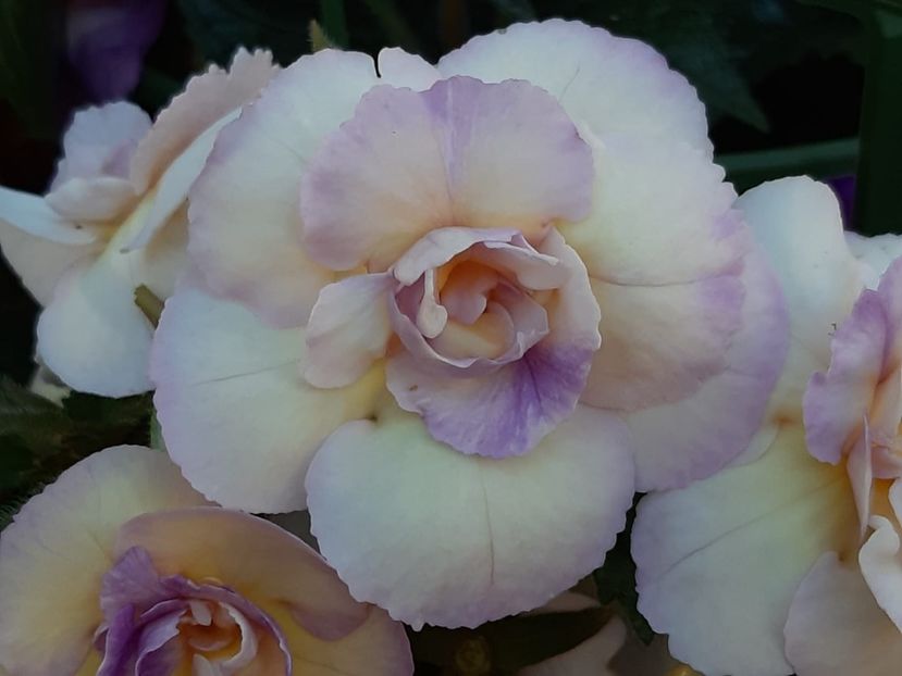 BriD’s 40-19 - Achi din semințe BriDs 2019