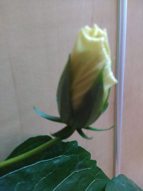  - Hibiscus 2015-2024