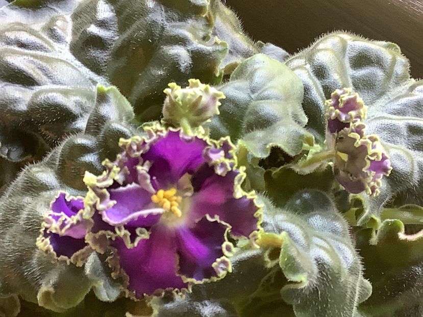  - Cajun s Royal Knockout