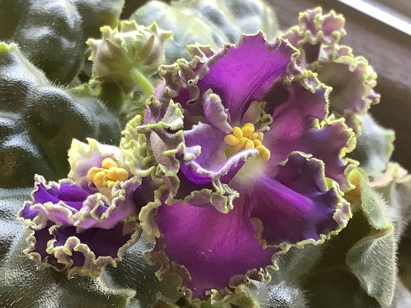  - Cajun s Royal Knockout