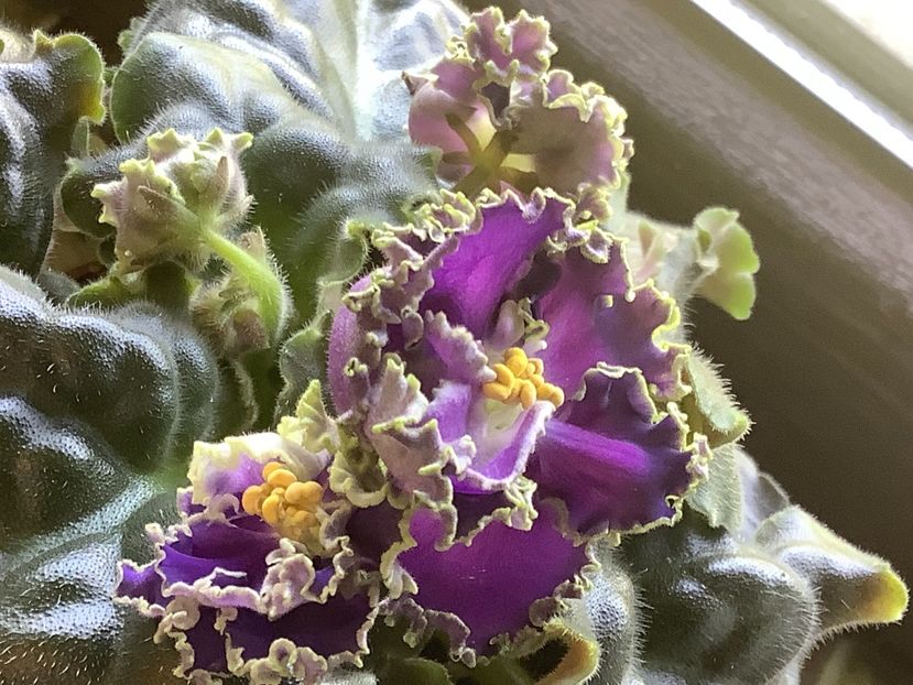  - Cajun s Royal Knockout