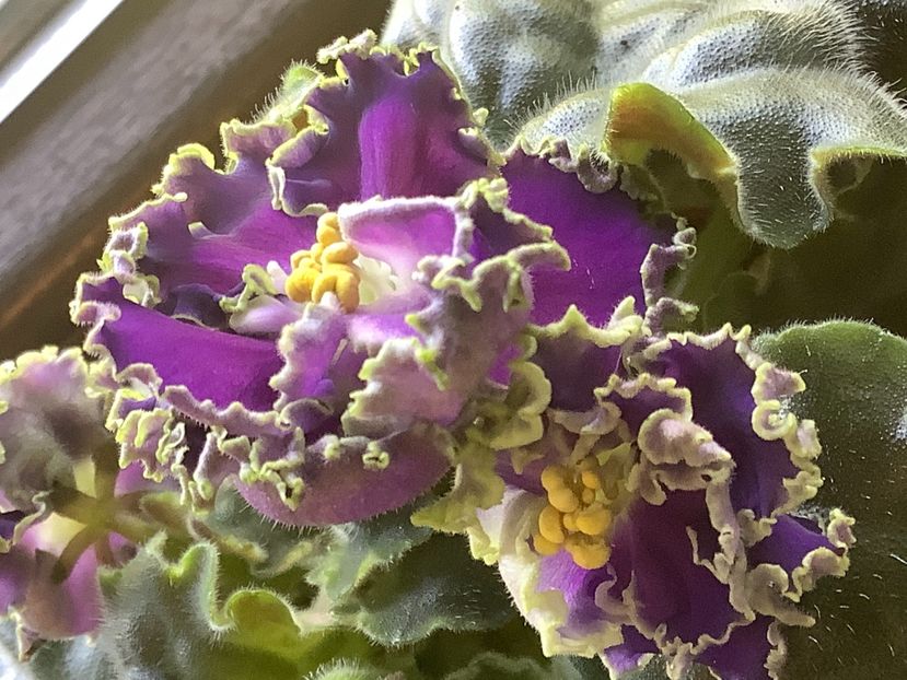  - Cajun s Royal Knockout