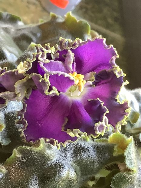  - Cajun s Royal Knockout