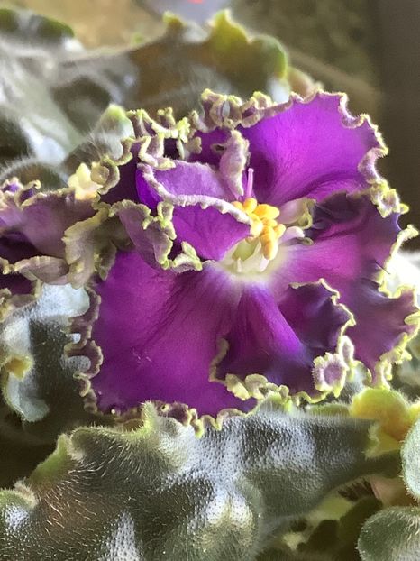  - Cajun s Royal Knockout