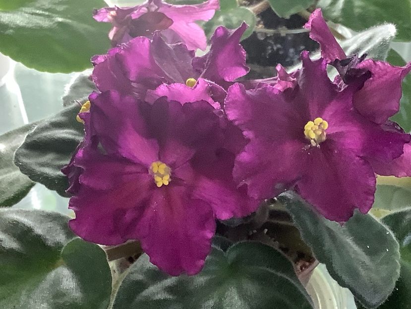  - Rebel s Flaming Star