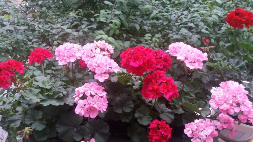  - Gradina 2019