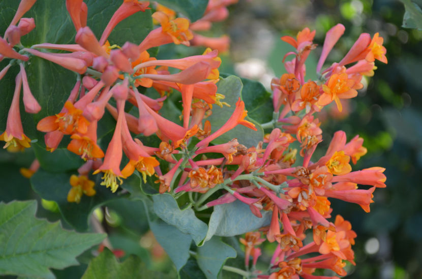  - dragostea  de natura