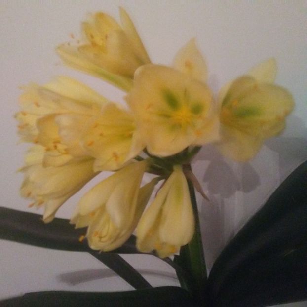  - CLIVIA