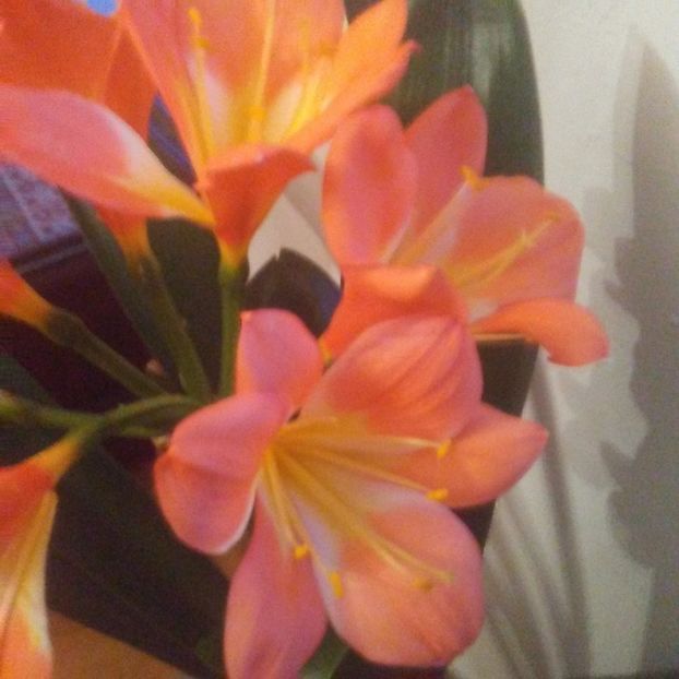  - CLIVIA