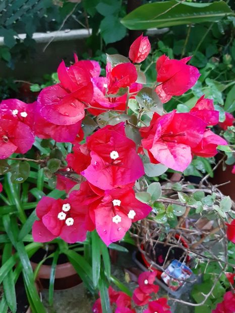  - Bouganvillea Rosie