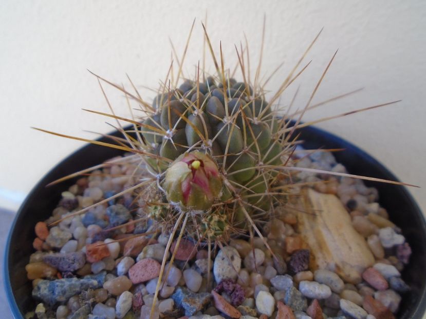 Lobivia aculeata (Echinopsis pentlandii) - Cactusi 2019 bis