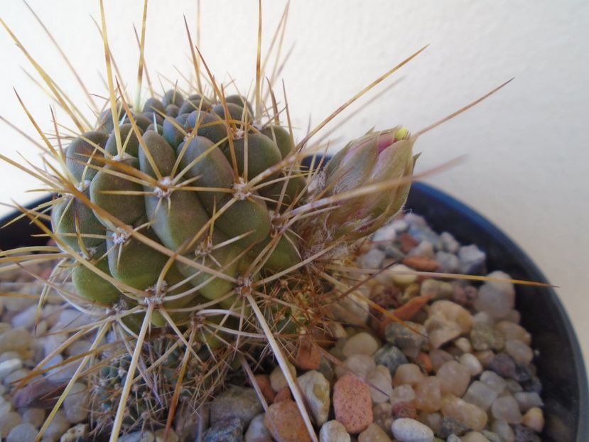 Lobivia aculeata (Echinopsis pentlandii) - Cactusi 2019 bis