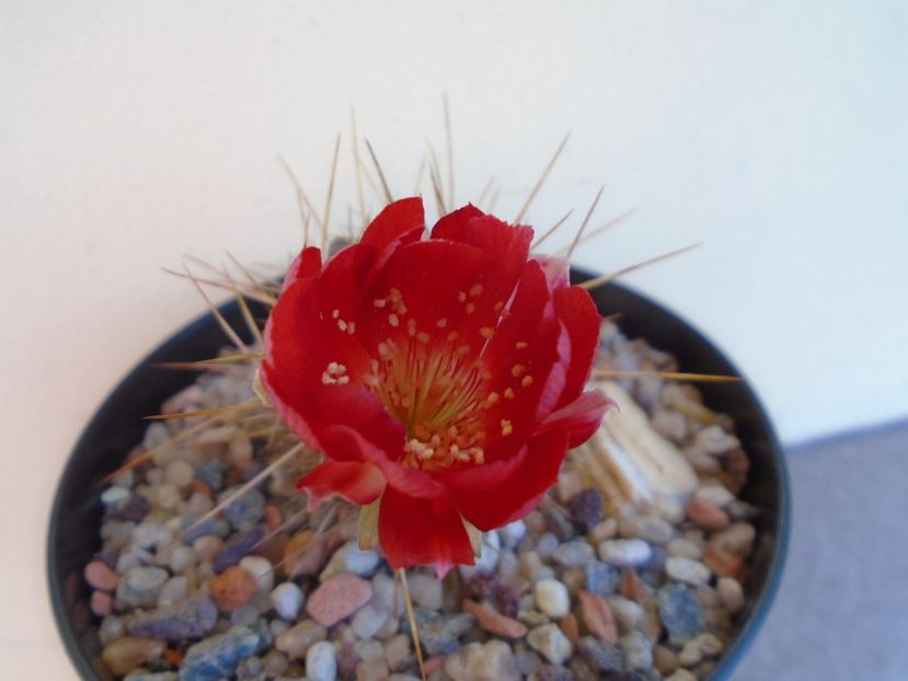 Lobivia aculeata (Echinopsis pentlandii) - Cactusi 2019 bis