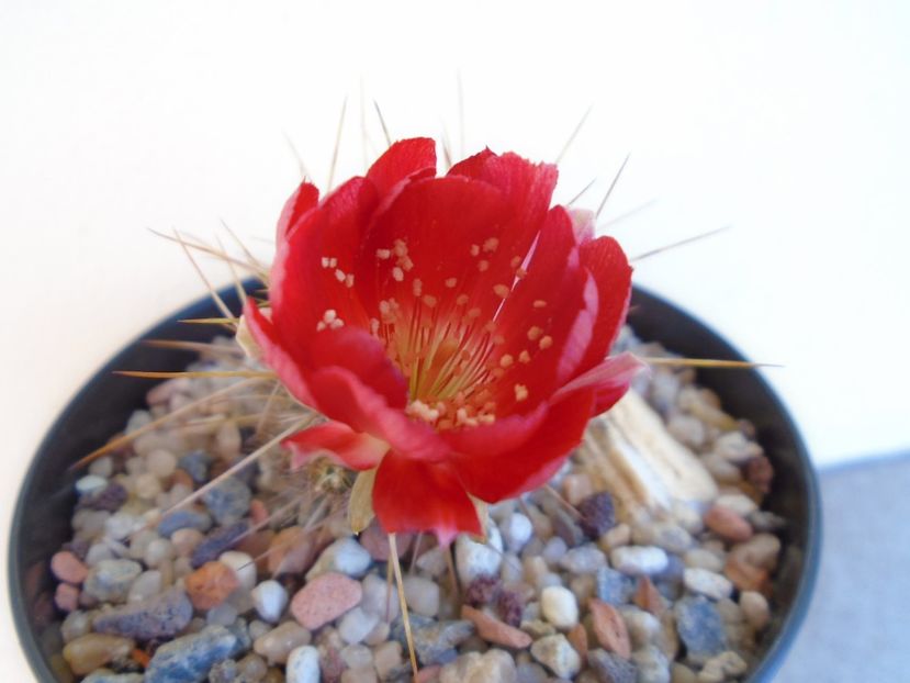 Lobivia aculeata (Echinopsis pentlandii) - Cactusi 2019 bis