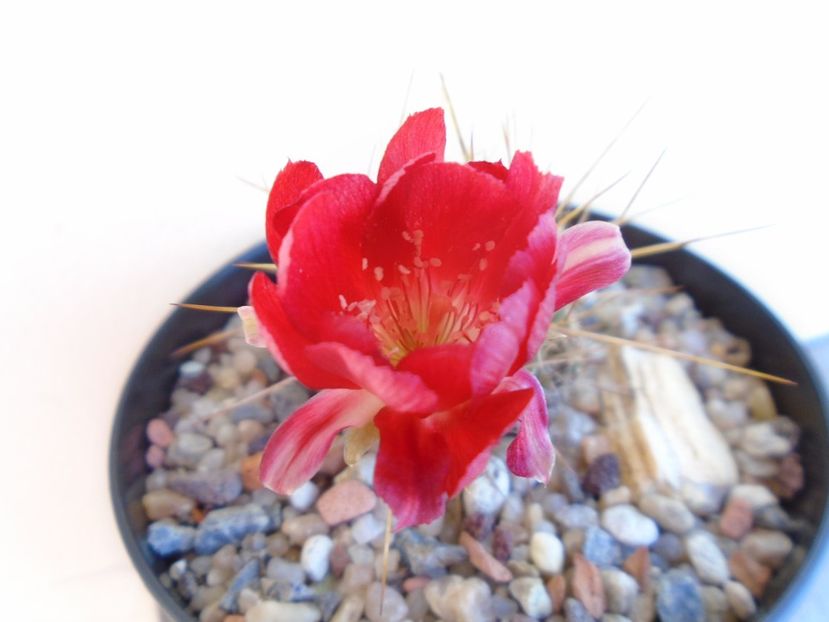Lobivia aculeata (Echinopsis pentlandii) - Cactusi 2019 bis