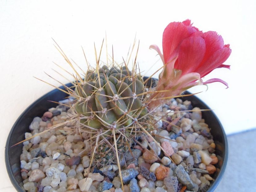 Lobivia aculeata (Echinopsis pentlandii) - Cactusi 2019 bis