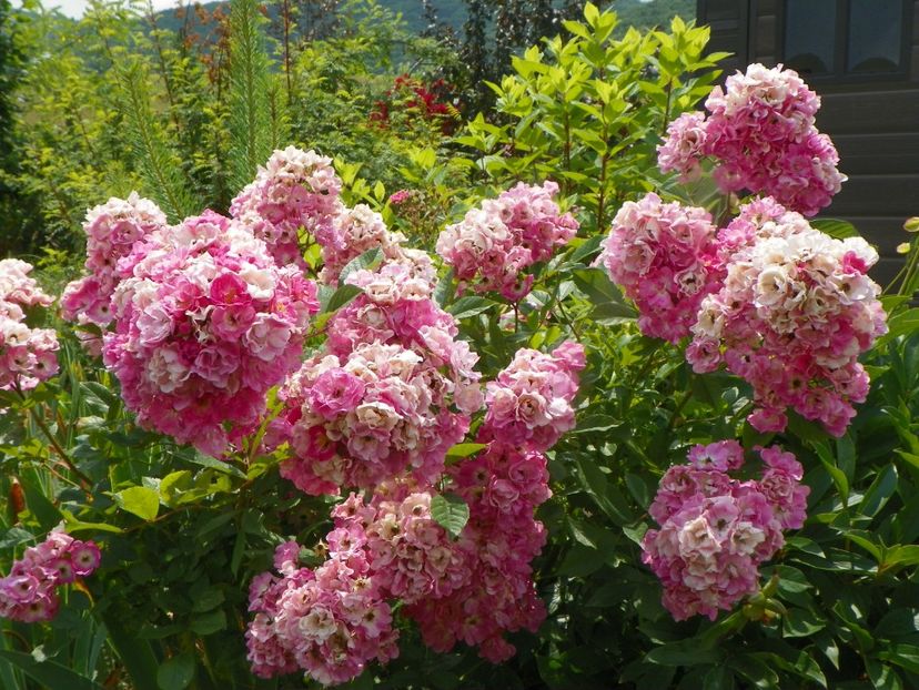 Robin Hood - Trandafiri 2019 3