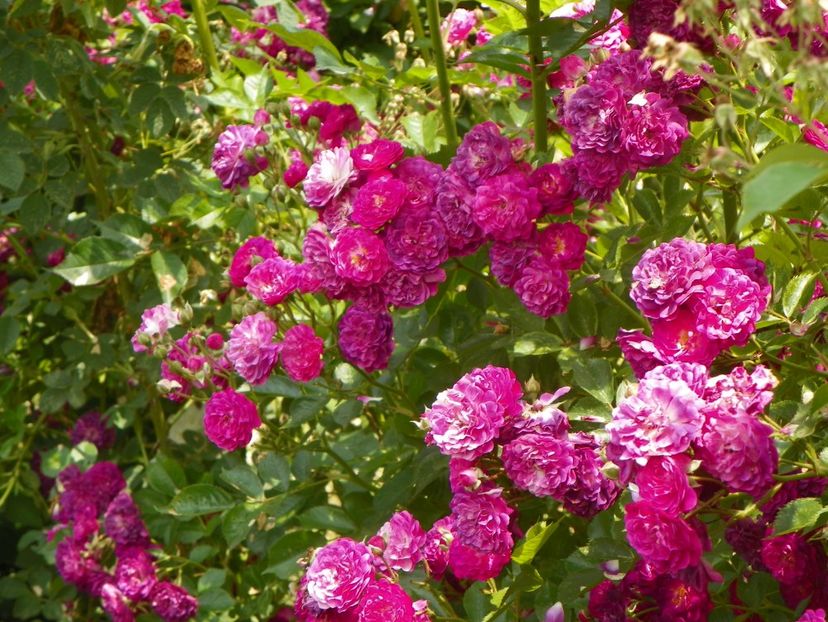 Bleu Magenta - Trandafiri 2019 3