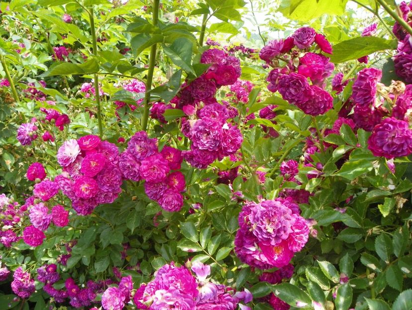 Bleu Magenta - Trandafiri 2019 3