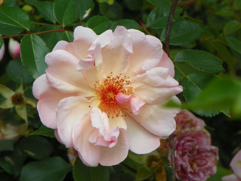 Leontine Gervais - Trandafiri 2019 3