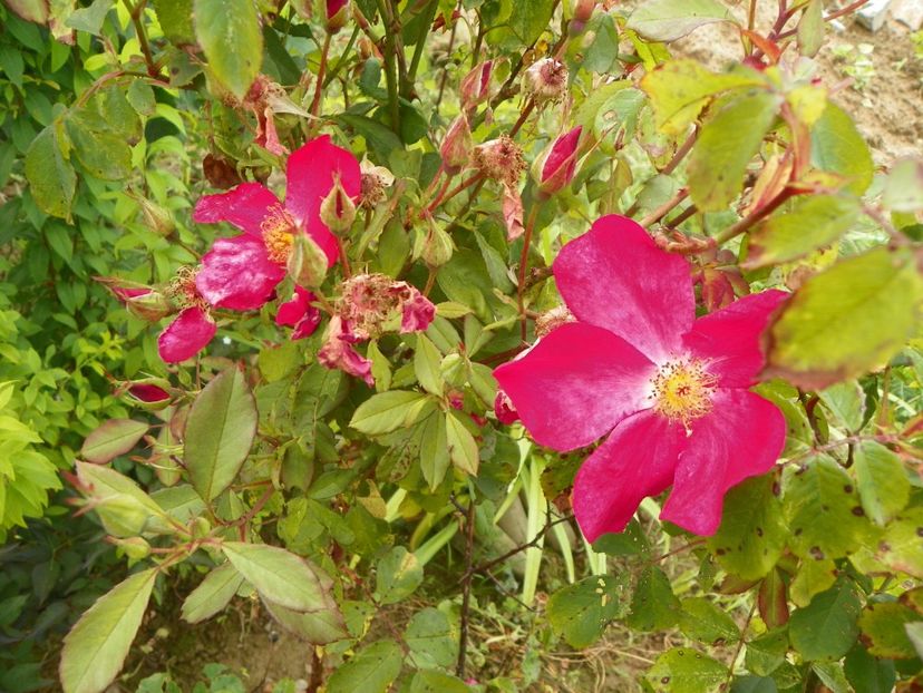 Rose of Picardy - Trandafiri 2019 3