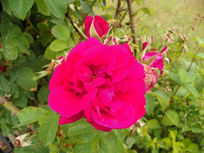 Ruskin - Trandafiri 2019 3