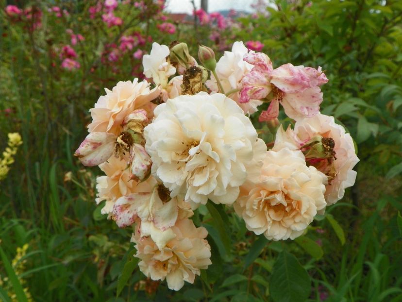 Buff Beauty - Trandafiri 2019 3