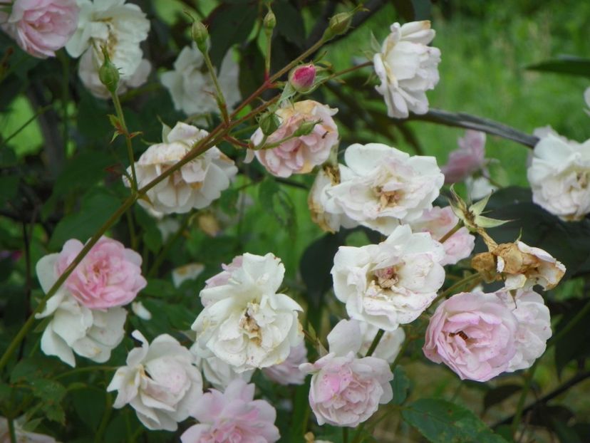 Mozart's Lady - Trandafiri 2019 3